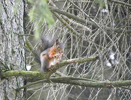 Eichhörnchen